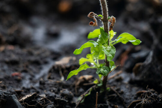 Fresh little Green Holy Basil leaf is an herbal plant 