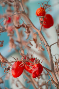 Ripe tomatoes on a branch against the plant have died.