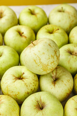 Fresh Green Jinshuai Apples from Shandong China - Sweet Sour Fruit Harvest