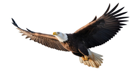Bald eagle soaring isolated on transparent background with wings fully extended