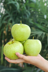 Fresh Green Apples from Shandong China - Hand Holding Organic Fruit Harvest