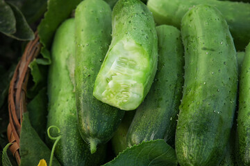 Fresh Green Cucumbers with Water Droplets in Basket - One Cut Showing Interior Flesh and Seeds