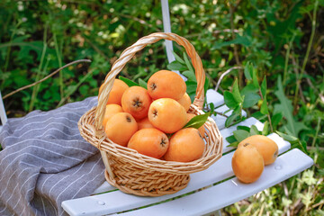 Fresh Loquat Fruits in Wicker Basket - Seasonal Harvest Display