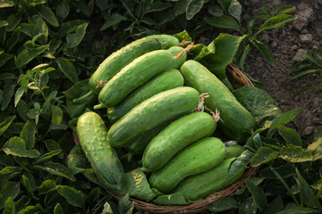Fresh Prickly Cucumbers in Basket with Vines - Shandong Organic Garden Harvest