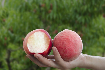 Hand holding fresh red peaches with bite taken from crisp juicy fruit in orchard setting