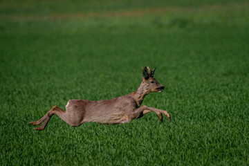 Deer jumping over green vegetation