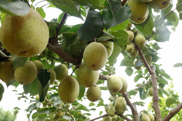 Fresh Green Pears Growing on Tree Branches in Orchard Closeup View