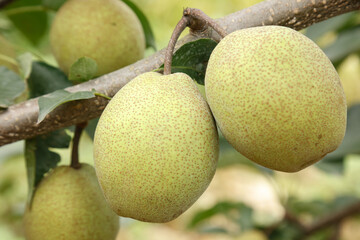 Fresh Ripe Pears Growing on Tree Branch in Orchard - Close-up of Golden Jade Fruit Ready for Harvest