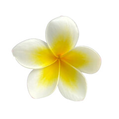 Obraz premium frangipani flower