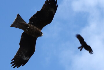 Black Kite Flying in the Sky｜空を舞うトビの姿