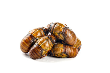 Wild Golden Cicada Shells from Shandong China on White Background