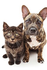 Naklejka premium Adorable Cat and Dog Duo