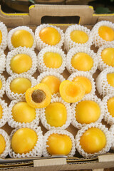 Fresh Xinjiang Apricots in Protective White Foam Packaging Ready for Market Sale