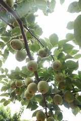 Green Pears Hanging on Tree Branches in Orchard - Fresh Fruit Growing Naturally