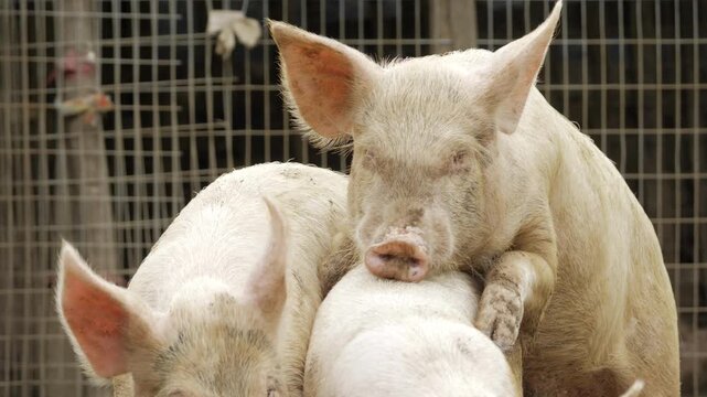 Embrace of the Porcine - A Moment of Purity in the Flock