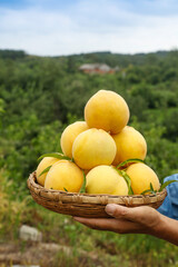 Fresh Yellow Peaches in Wicker Basket Held Over Green Orchard Landscape