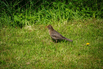 Blackbird walking on grass searching for food