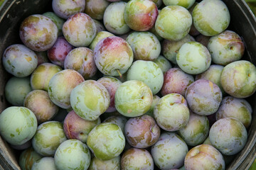 Fresh Ripe Plums in Wicker Basket - Colorful Stone Fruits from Sichuan Plantation Ready to Pick
