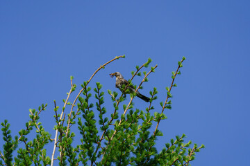 Fieldfare with food in beak perched on branch
