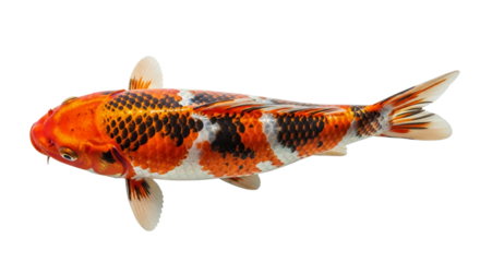 Carp koi fish isolated with transparent background
