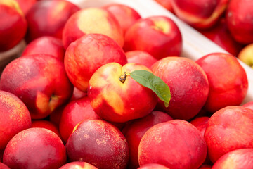 Fresh Red Yellow Nectarines from Dalian Shanxi China Orchard Harvest Stone Fruit