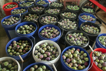 Sichuan Plums May Harvest - Fresh Picked Red Green Fruits in Market Buckets Display Traditional Chinese Agriculture