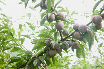 Fresh Ripe Plums Growing on Tree Branch Ready for Picking in Orchard