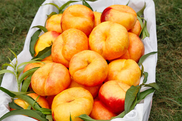 Fresh Ripe Peaches in White Basket with Green Leaves on Grass - Healthy Summer Fruit Harvest