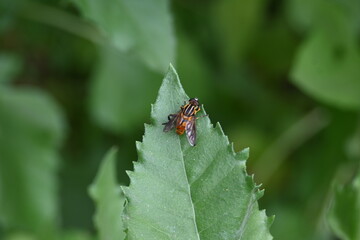 Hoverflies on green leaf. Its common names  flower flies and syrphids. Make up the insect family Syrphidae. As their common name suggests, they are often seen hovering or nectaring at flowers. Fly.
