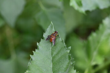 Hoverflies on green leaf. Its common names  flower flies and syrphids. Make up the insect family Syrphidae. As their common name suggests, they are often seen hovering or nectaring at flowers. Fly.
