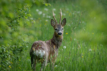 Young deer with small antlers hidden in tall grass