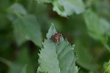 Hoverflies on green leaf. Its common names  flower flies and syrphids. Make up the insect family Syrphidae. As their common name suggests, they are often seen hovering or nectaring at flowers. Fly.
