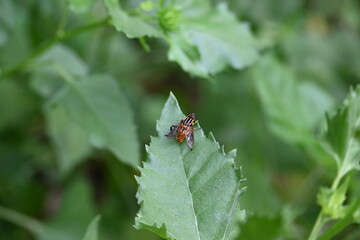 Hoverflies on green leaf. Its common names  flower flies and syrphids. Make up the insect family Syrphidae. As their common name suggests, they are often seen hovering or nectaring at flowers. Fly.
