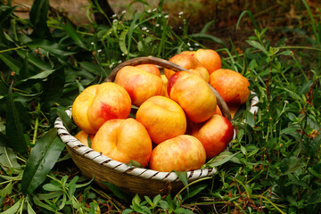Fresh Ripe Peaches in Wicker Basket on Green Grass - Organic Fruit Harvest