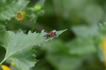Hoverflies on green leaf. Its common names  flower flies and syrphids. Make up the insect family Syrphidae. As their common name suggests, they are often seen hovering or nectaring at flowers. Fly.
