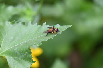 Hoverflies on green leaf. Its common names  flower flies and syrphids. Make up the insect family Syrphidae. As their common name suggests, they are often seen hovering or nectaring at flowers. Fly.
