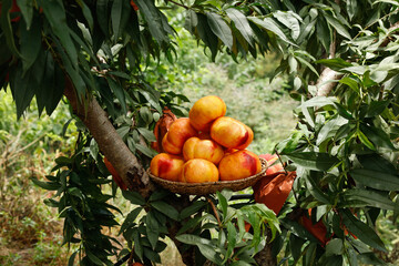 Fresh Peaches in Basket on Tree Branch in Shandong Orchard China