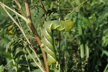 Obraz premium Acherontia atropos caterpillar butterfly posed flower close up detail profile