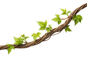 Twisted vine with green leaves isolated on white background
