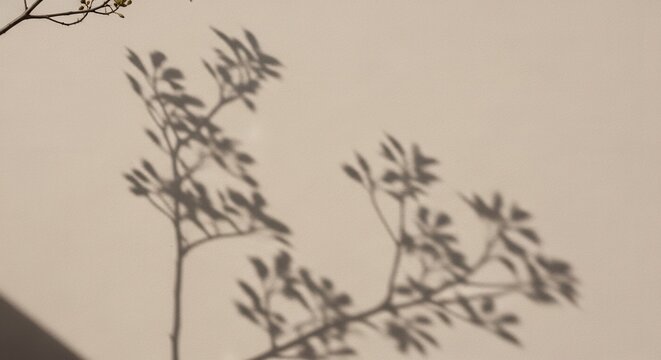Shadows of plant branches with leaves and budding flowers are cast upon a smooth light-colored wall with a real branch visible