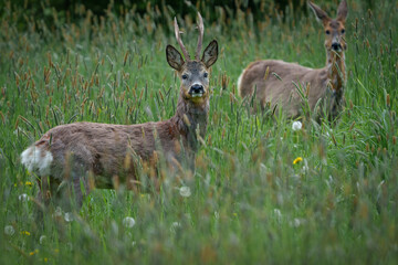 Two deer in tall grass, one with small antlers