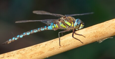 Migrant hawker dragonfly in latin Aeshna mixta