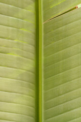 Hardy banana leaf detail - Latin name - Musa basjoo