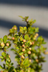 Japanese barberry leaves and flower buds - Latin name - Berberis thunbergii Sunstation