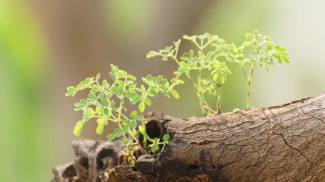 Tiny green seedlings growing from old tree bark, symbolizing new life regeneration and nature resilience, environmental growth concept with soft sunlight blurred background emphasizing ecological rene