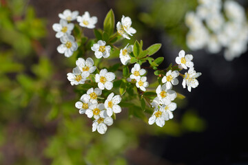 Grefsheim spirea flowers - Latin name - Spiraea x cinerea Grefsheim