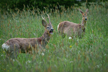 Two deer in tall grass, one with small antlers
