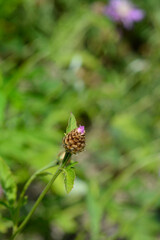 Pink Bachelors Button - Latin name - Centaurea pulcherrima