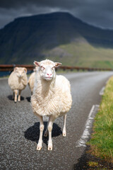 Obraz premium Sheep Crossing Road in Faroe Islands