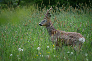 Young deer with small antlers hidden in tall grass